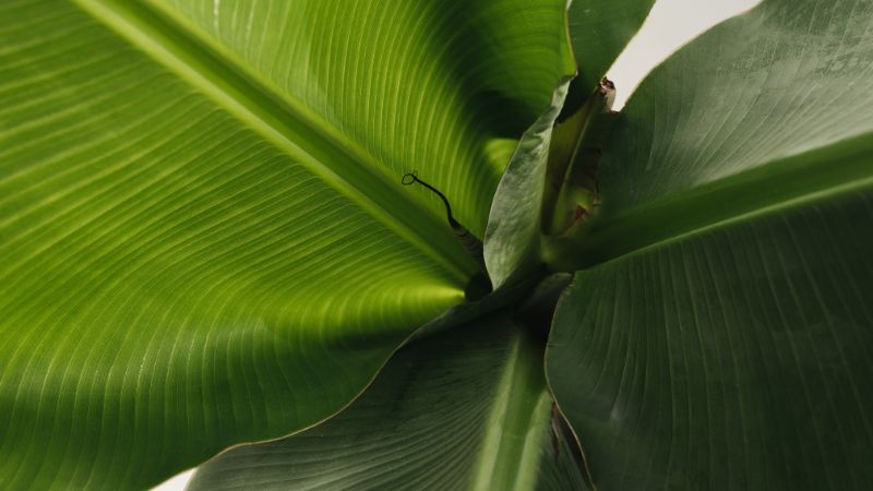 Detalhe de folhas verdes com fundo suave, simbolizando clareza emocional na terapia para mulheres
