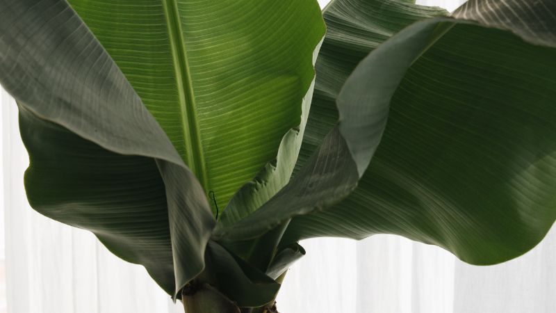 Planta verde iluminada pelo sol simbolizando os ciclos naturais abordados na terapia para mulheres